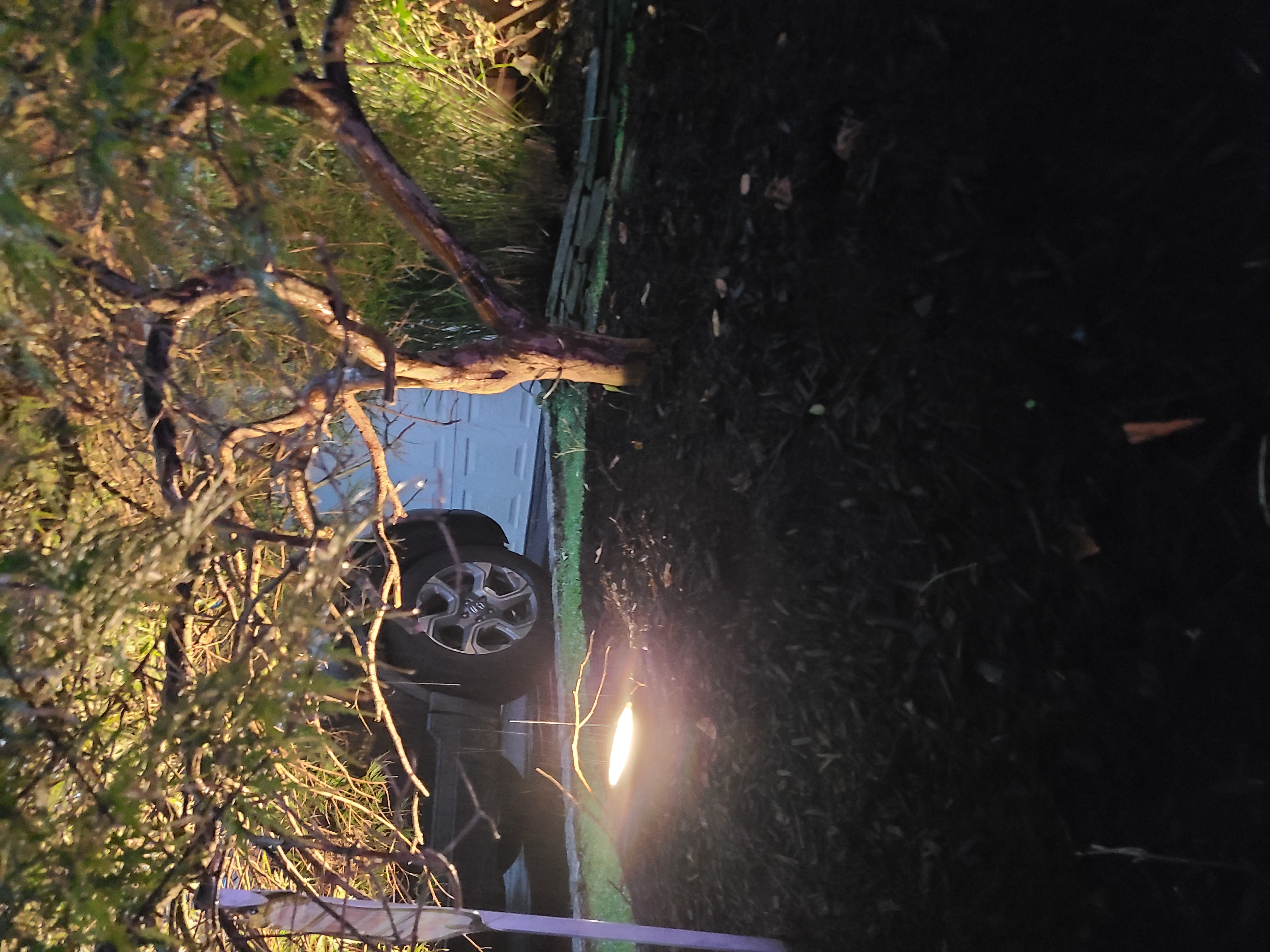 Well light illuminating under tree branches